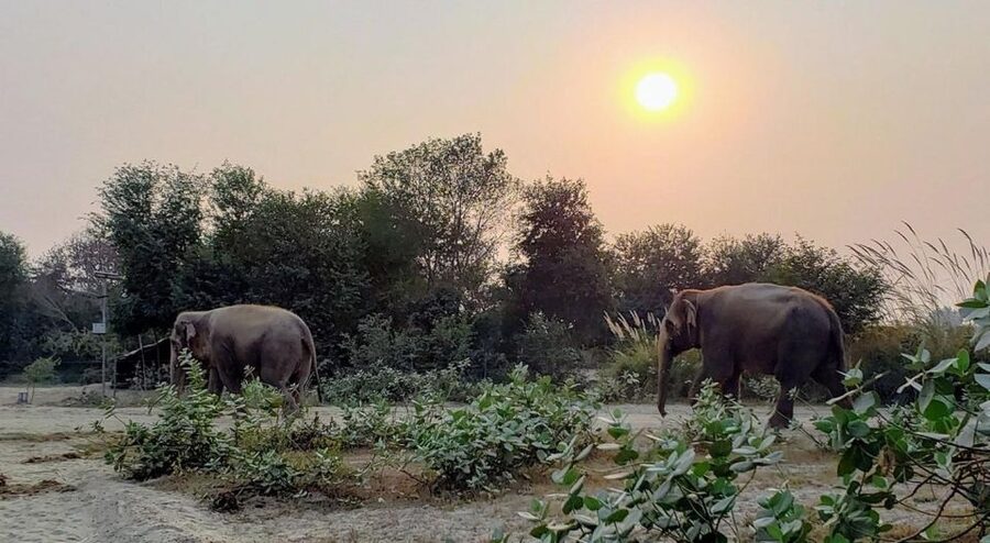 From Agra: Visit to Wildlife SOS Elephant Conservation Trip - What the high ratings seem to reflect