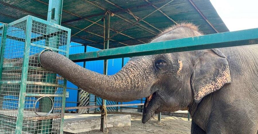 From Agra: Visit to Wildlife SOS Elephant Conservation Trip - The one-hour drive from Agra
