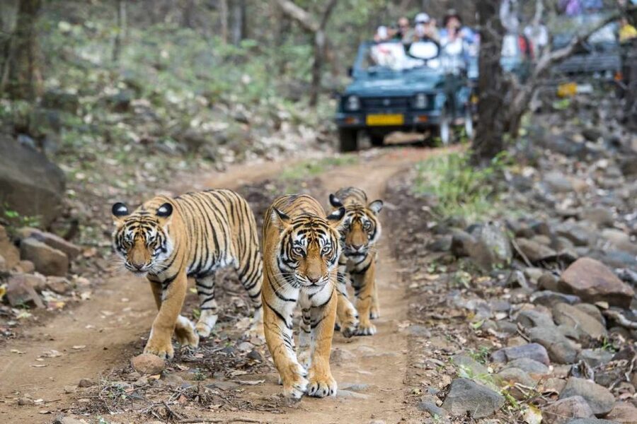 From Delhi: 6-Day Golden Triangle Tour with Ranthambore - Day 1: Delhi’s old streets and imperial landmarks