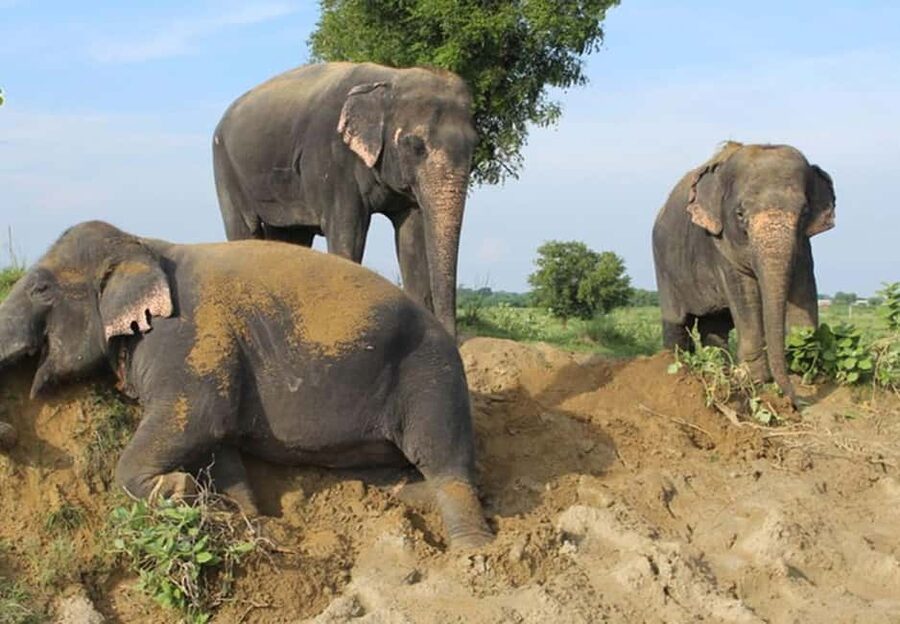 From Delhi : Elephant Conservation and Care Centre -Wildlife - Key points to know before you book