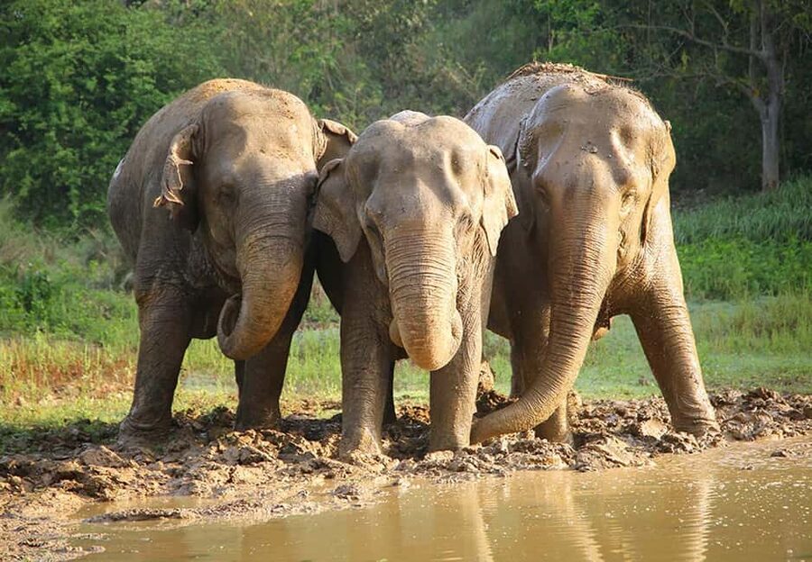 From Delhi : Elephant Conservation and Care Centre -Wildlife - What happens at the Mathura care center