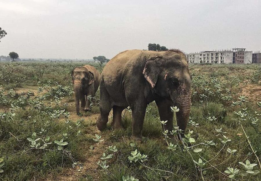 From Delhi : Elephant Conservation and Care Centre -Wildlife - Natural habitat, or a managed sanctuary?