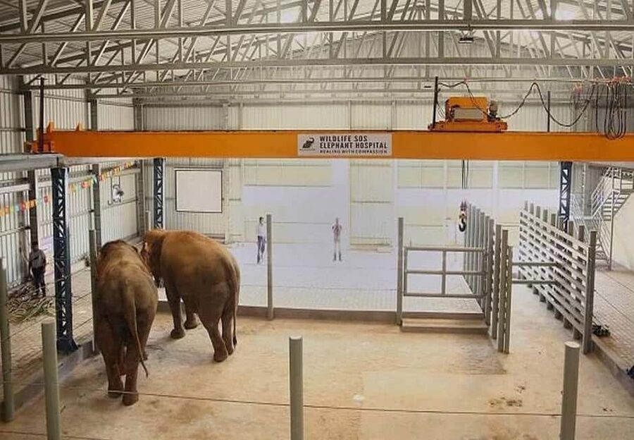 From Delhi : Elephant Conservation and Care Centre -Wildlife - Is $109 good value?