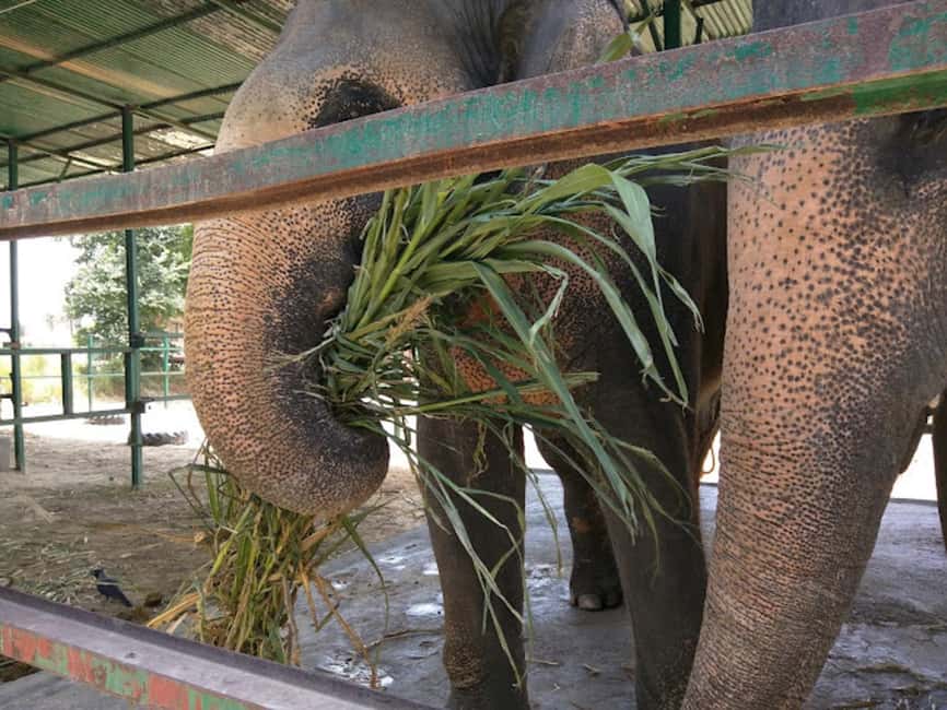 From Delhi : Elephant Conservation and Care Centre -Wildlife - Planning the day without surprises