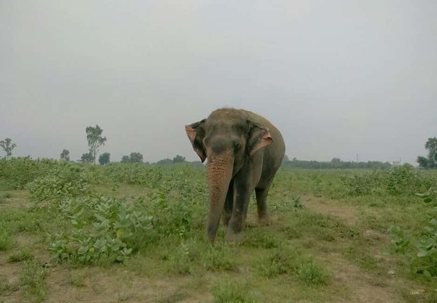 From Delhi : Elephant Conservation and Care Centre -Wildlife - Who should book this day trip?