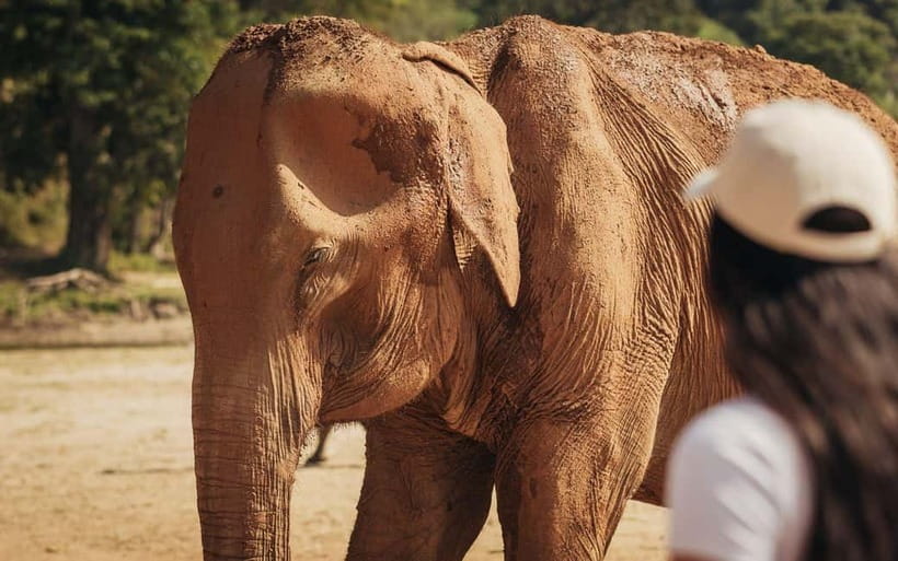 From Delhi: Sunrise Taj Mahal Tour with Elephant SOS Center - Elephant SOS offers a more thoughtful animal encounter