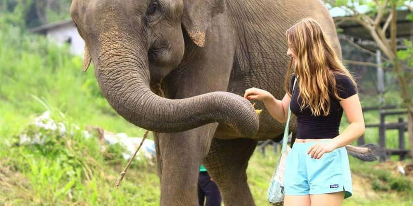 From Delhi: Sunrise Taj Mahal Tour with Elephant SOS Center - Is the sunrise Taj Mahal and Elephant SOS tour worth booking?