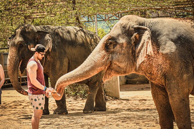 From Delhi: Taj Mahal Sunrise Tour with Elephant SOS Center - Meeting rescued elephants at Wildlife SOS