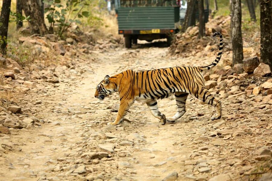 From Jaipur: One Day Trip to Ranthambore Tiger Safari - Key points before you book