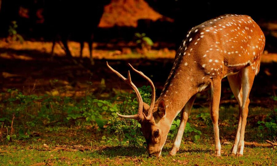 From Jaipur: One Day Trip to Ranthambore Tiger Safari - Who should choose this safari?