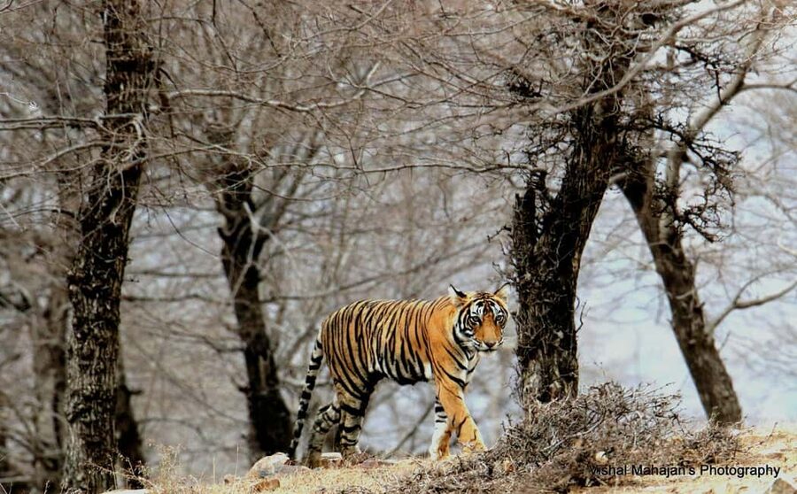 From Jaipur: One Day Trip to Ranthambore Tiger Safari - Why this day trip is worth considering