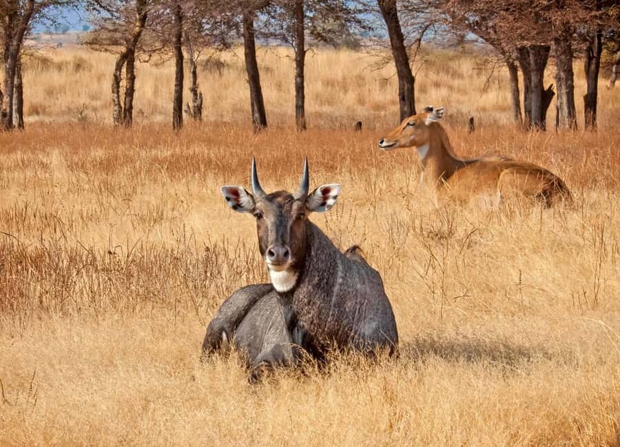 From Jaipur: One Day Trip to Ranthambore Tiger Safari - Arriving at Ranthambore National Park