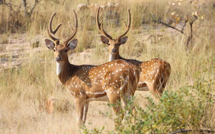 From Jaipur: One Day Trip to Ranthambore Tiger Safari - What the three-hour game drive is like