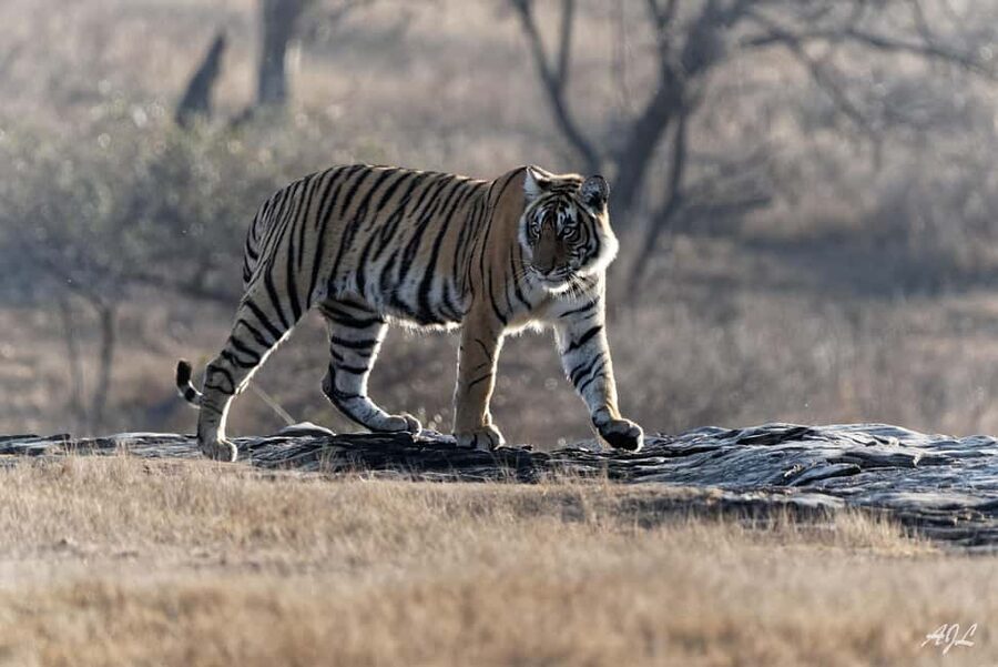 From Jaipur: One Day Trip to Ranthambore Tiger Safari - The return drive to Jaipur