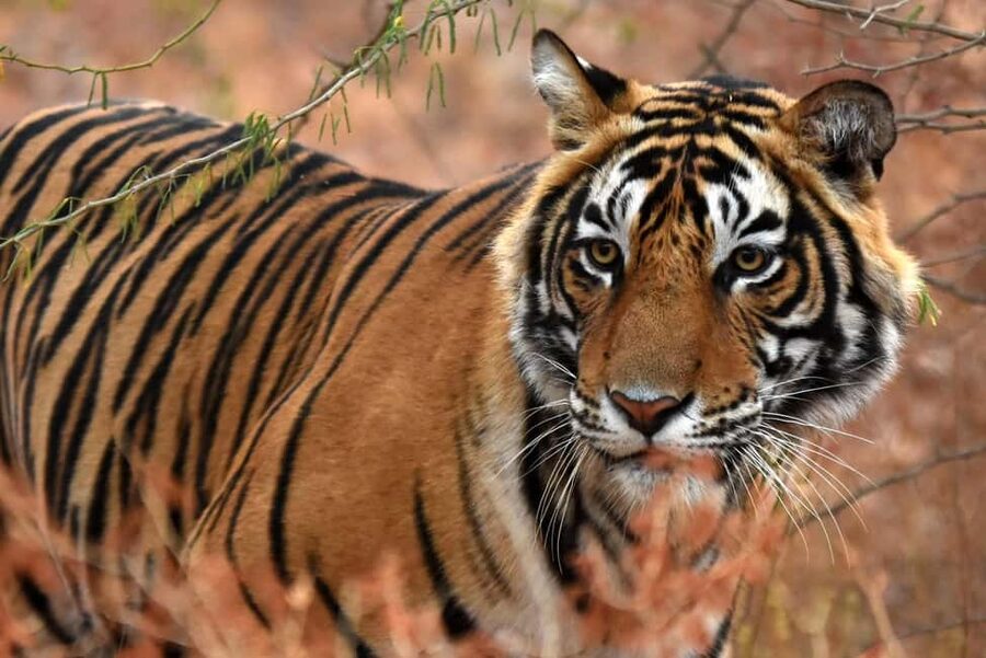 From Jaipur: One Day Trip to Ranthambore Tiger Safari - The Jaipur pickup and long road to Sawai Madhopur