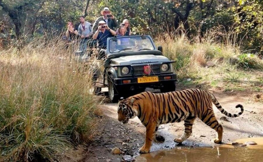 From Jaipur: Praivte Ranthambore Tour By Jeep Canter Safari - What you might see beyond the tigers