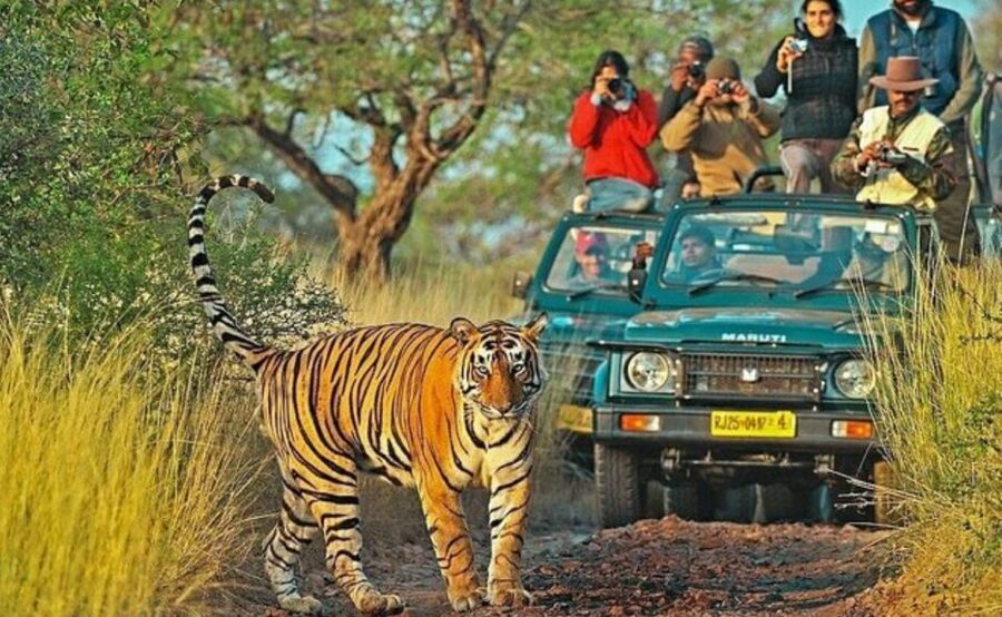 From Jaipur: Praivte Ranthambore Tour By Jeep Canter Safari - How private is this private tour?
