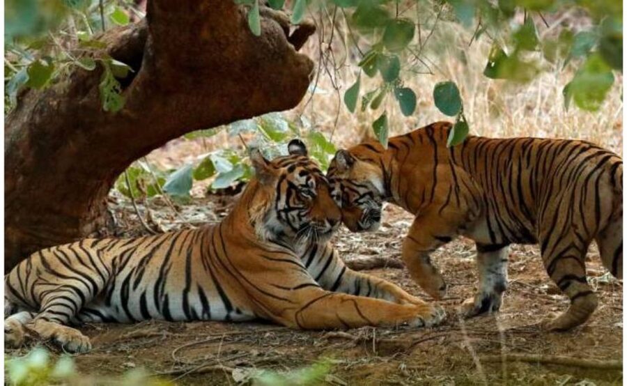 From Jaipur: Praivte Ranthambore Tour By Jeep Canter Safari - Who will enjoy this day most?