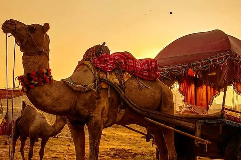 From Jaipur : Private Ajmer Pushkar Tour by Cab - Jaipur to Pushkar: a long road to a holy town