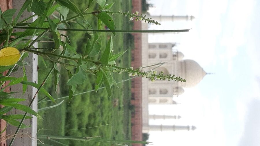 From Jaipur: Private Taj Mahal Sunrise & Agra Fort Tour - Who should book this experience?