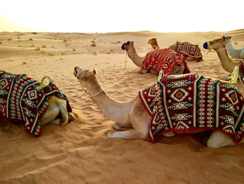 From Jaipur: Pushkar and Ajmer Private Day Trip - Key points to know before booking