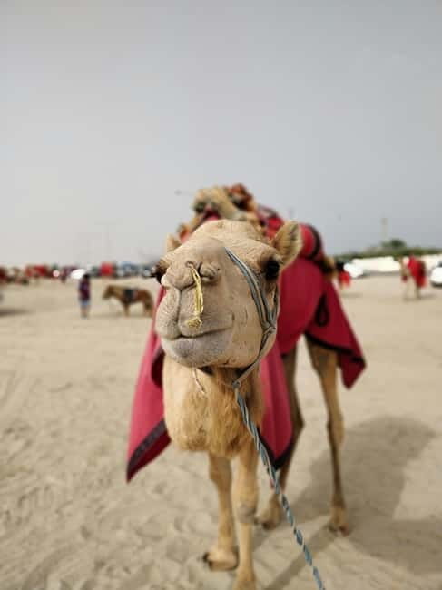 From Jaipur: Pushkar and Ajmer Private Day Trip - Walking Pushkar with a guide