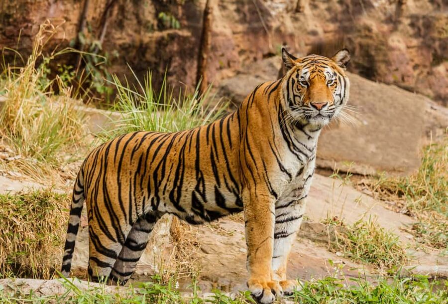 From Jaipur: Ranthambore National Park Day Trip with Safari - Key points before you book