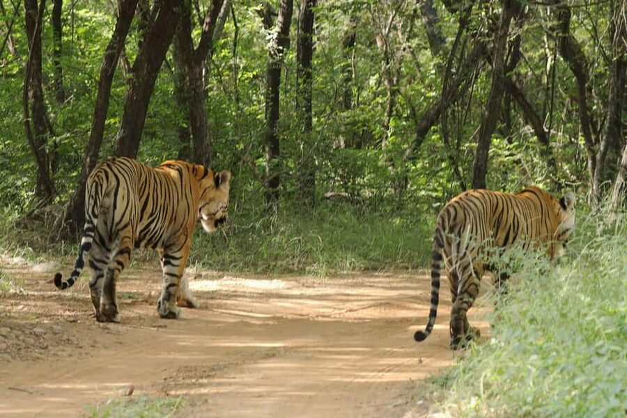 From Jaipur: Ranthambore National Park Day Trip with Safari - The long road from Jaipur to Sawai Madhopur