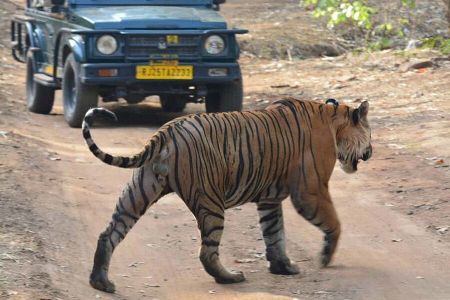 From Jaipur: Ranthambore National Park Day Trip with Safari - What you might see during the 3.25-hour safari