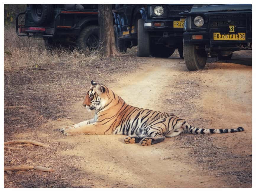From Jaipur: Ranthambore National Park Day Trip with Safari - Morning or afternoon safari?
