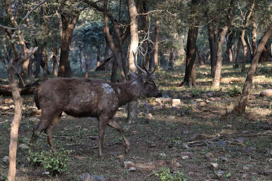 From Jaipur: Ranthambore National Park Day Trip with Safari - What the $85 price includes