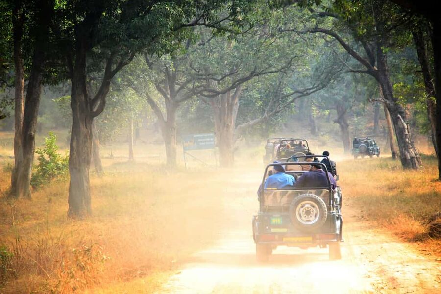 From Jaipur: Ranthambore National Park Day Trip with Safari - Weather, comfort, and what to pack