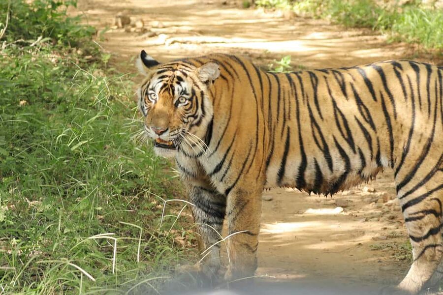 From Jaipur: Ranthambore National Park Day Trip with Safari - Who will enjoy this day trip?