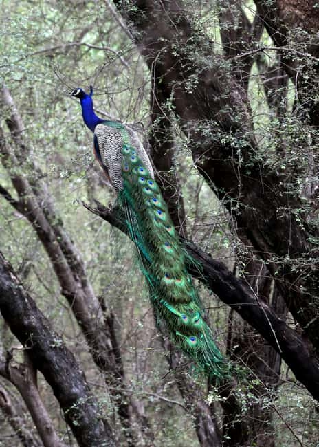 From Jaipur: Ranthambore National Park Day Trip with Safari - Should you book this Ranthambore safari from Jaipur?