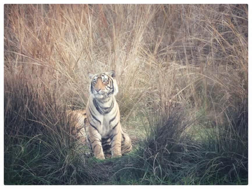 From Jaipur: Ranthambore National Park Day Trip with Safari - Entering Ranthambore National Park