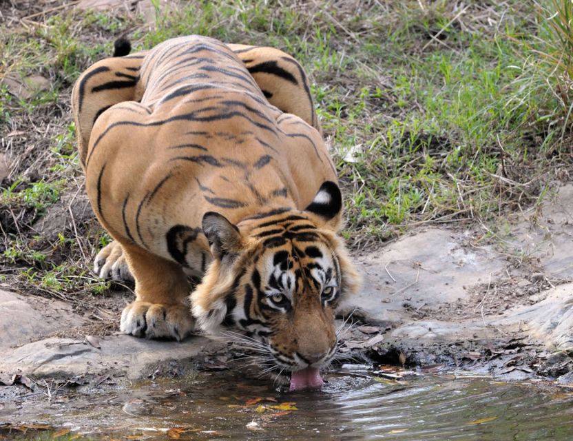 From Jaipur: Ranthambore Tour with Cab - Key points before you book