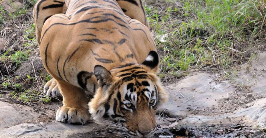From Jaipur: Ranthambore Tour with Cab - Why this Jaipur to Ranthambore trip appeals