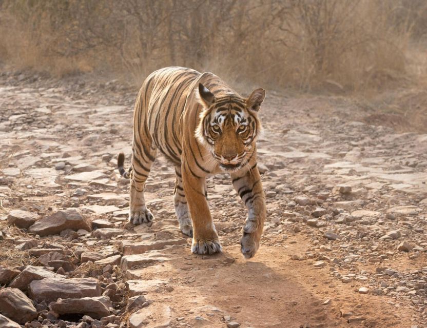 From Jaipur: Ranthambore Tour with Cab - The fort and temples add more than scenery