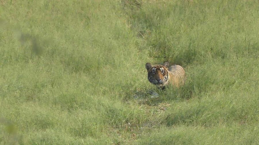 From Jaipur: Sariska National Park Day trip with Safari - Leaving Jaipur for the Aravalli Hills
