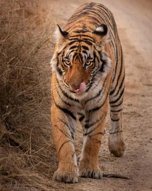 From Jaipur: Sariska National Park Day trip with Safari - Choosing between a six-seat Jeep and a canter