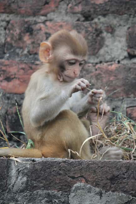 From Jaipur: Sariska National Park Day trip with Safari - Timing, paperwork, and what to bring
