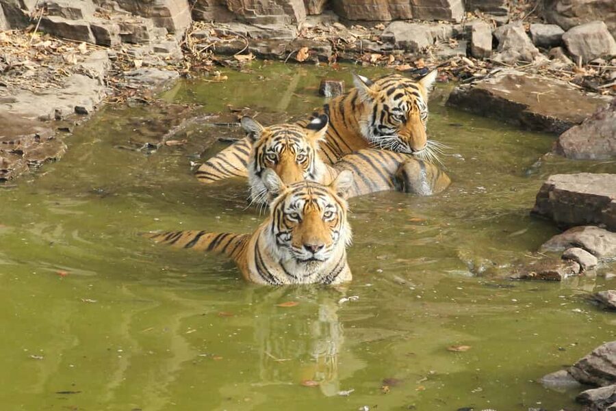 From Jaipur: Sariska National Park Day trip with Safari - Is the $82 price good value?
