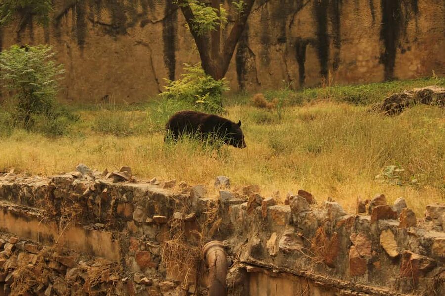From Jaipur: Sariska National Park Day trip with Safari - Should you book it?