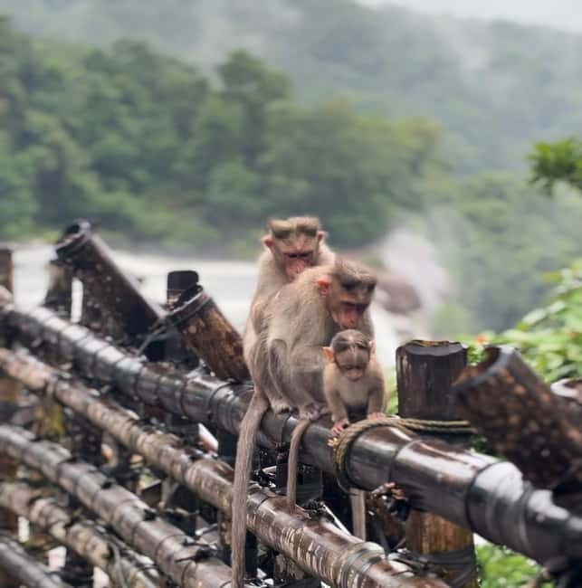 From Kochi: Athirappilly Waterfalls Day Trip with Transfers - The road from Ernakulam to Athirappilly