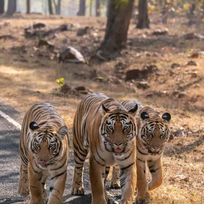 From Ranthambore: Official Tiger Safari in Canter With Guide - Key points to know before booking