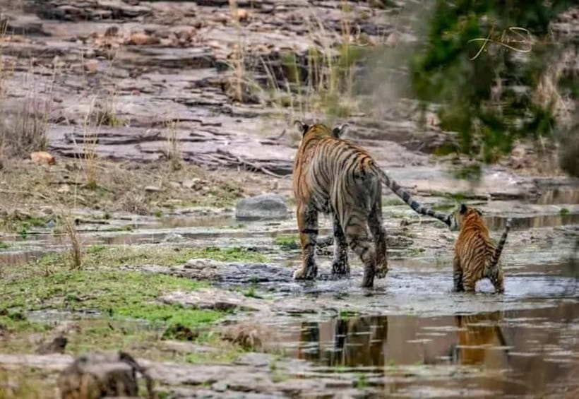 From Ranthambore: Official Tiger Safari in Canter With Guide - Meeting at Ganesh Dham Circle