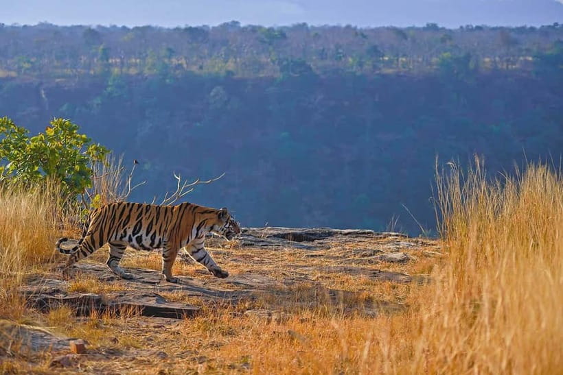 From Ranthambore: Official Tiger Safari in Canter With Guide - Why zone numbers matter so much