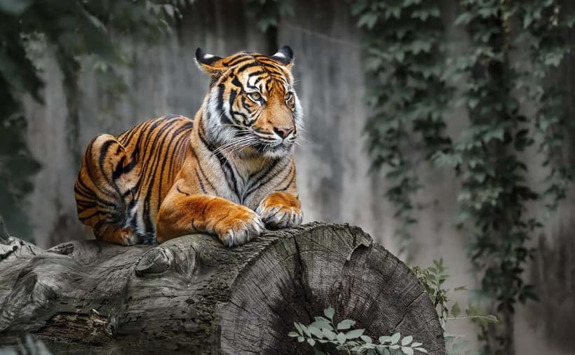 From Ranthambore: Official Tiger Safari in Canter With Guide - The guide makes a real difference