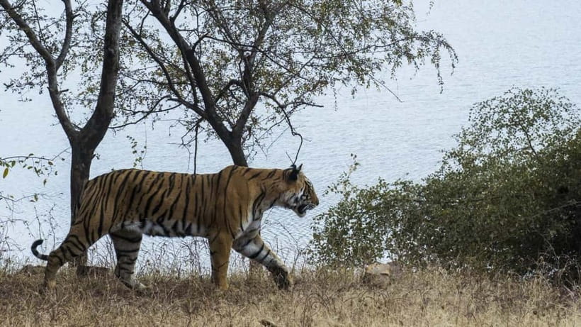 From Ranthambore: Official Tiger Safari in Canter With Guide - Morning or afternoon: choosing your three hours