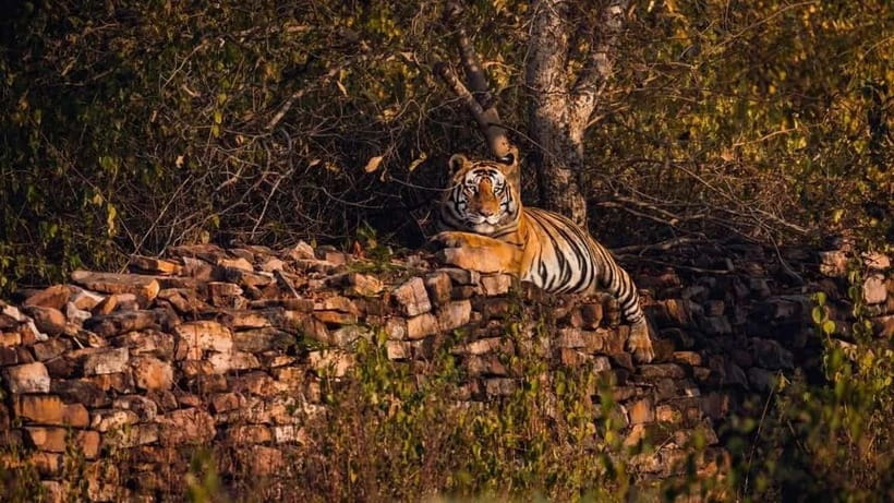 From Ranthambore: Official Tiger Safari in Canter With Guide - What to pack for the open vehicle